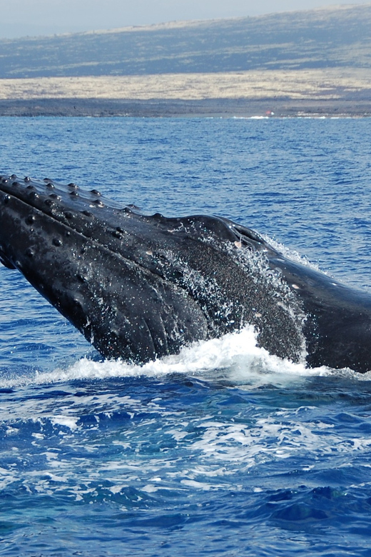 Kailua-Kona: Whale Watching Cruise on the Big Island - Snacks, drinks, and family comfort