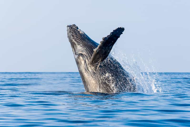 Kailua-Kona: Whale Watching Cruise on the Big Island - Is $115 a good value?