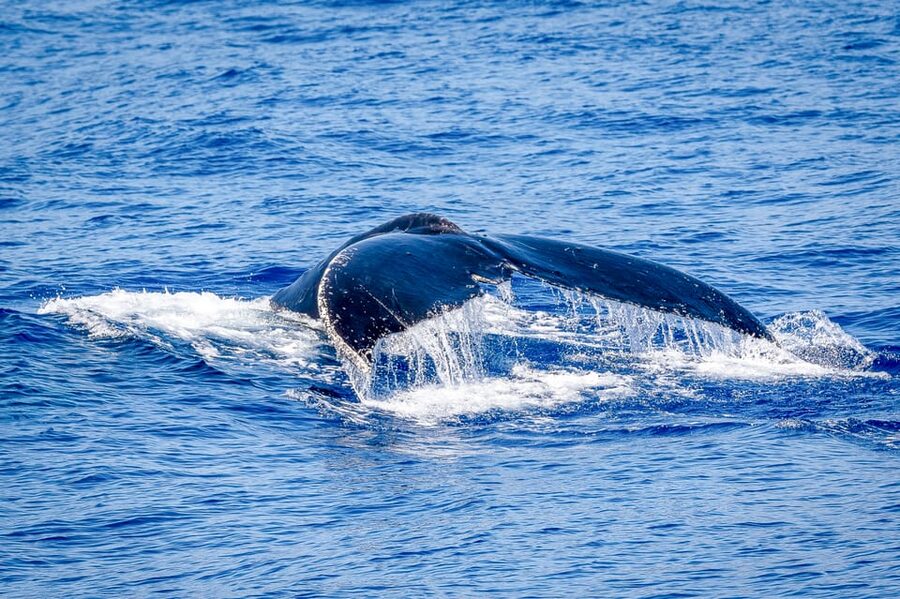 Kailua-Kona: Whale Watching Cruise on the Big Island - The best timing and what you might see