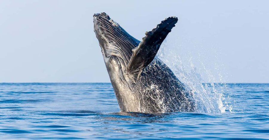 Kailua-Kona: Whale Watching Cruise on the Big Island - Checking in at Honokohau Harbor