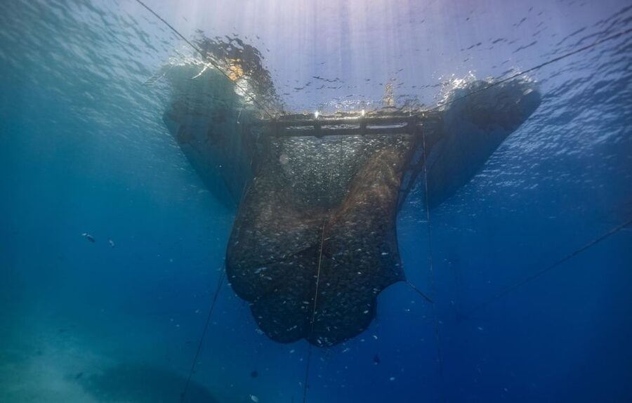 Kamiros Skala: Marine Life Experience by Boat - What the aquaculture lesson adds