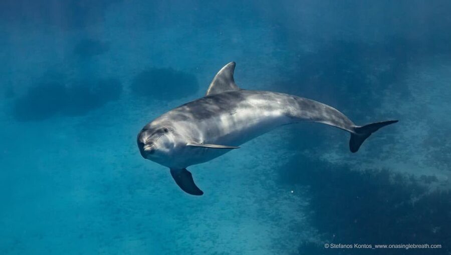 Kamiros Skala: Marine Life Experience by Boat - The second dolphin watch on the way back