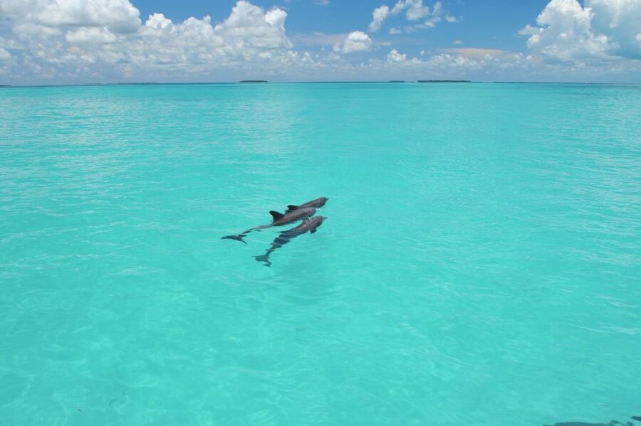 Key West: Dolphin Watching and Snorkeling Eco Cruise Tour - A three-hour plan built around two very different sea experiences