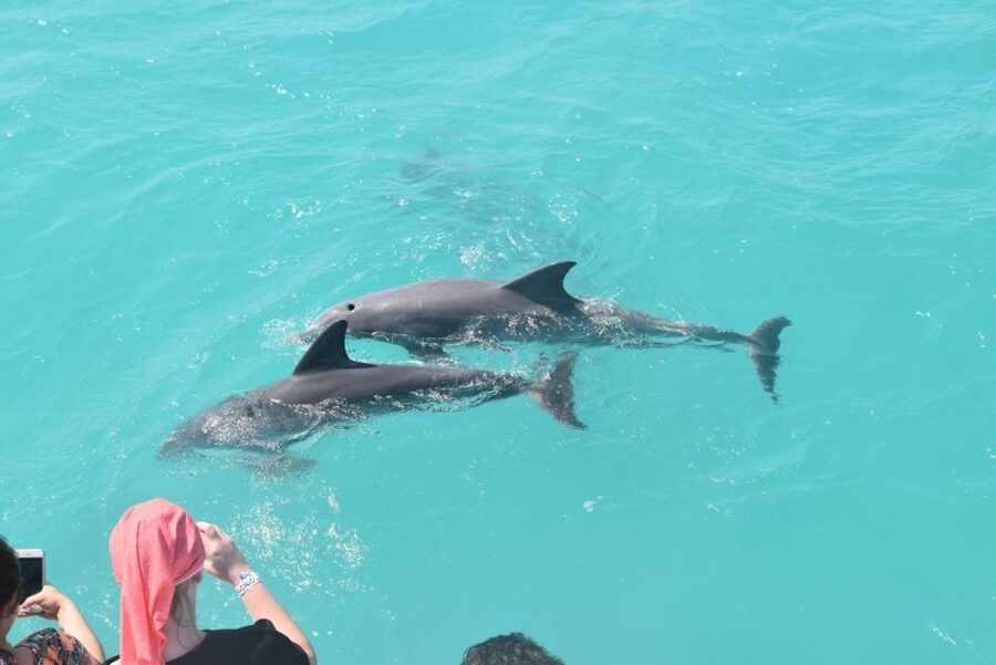Key West: Dolphin Watching and Snorkeling Sunset Cruise - From the dock to the open water