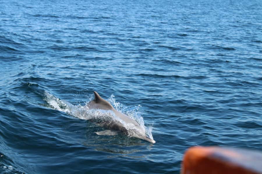 Khasab: Half-Day Dhow Cruise, Dolphin Watching, & Snorkeling - Setting Out From Khasab Port