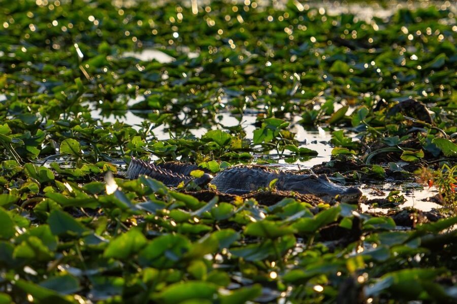 Kissimmee: Boggy Creek Airboat Ride with Optional Meal - The Jororo Native American Village