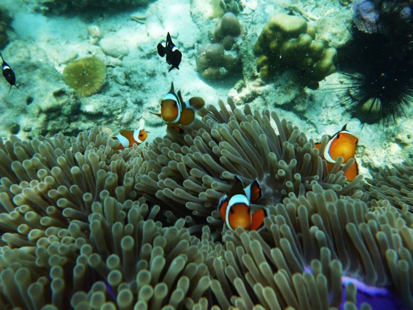 Ko Lanta: 4 Islands Snorkeling Tour by Longtail Boat - Four islands, one longtail, and a memorable cave