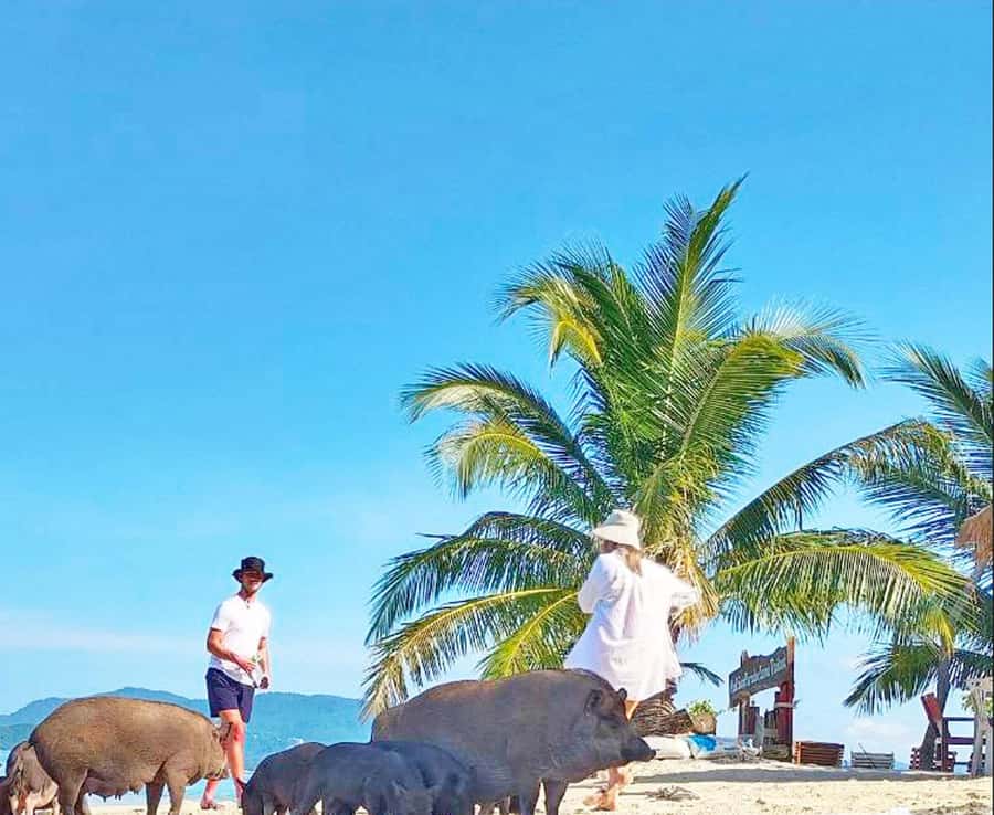 Ko Samui: Pig Island Snorkeling and Koh Tan Speedboat Tour - Key points to know before you book