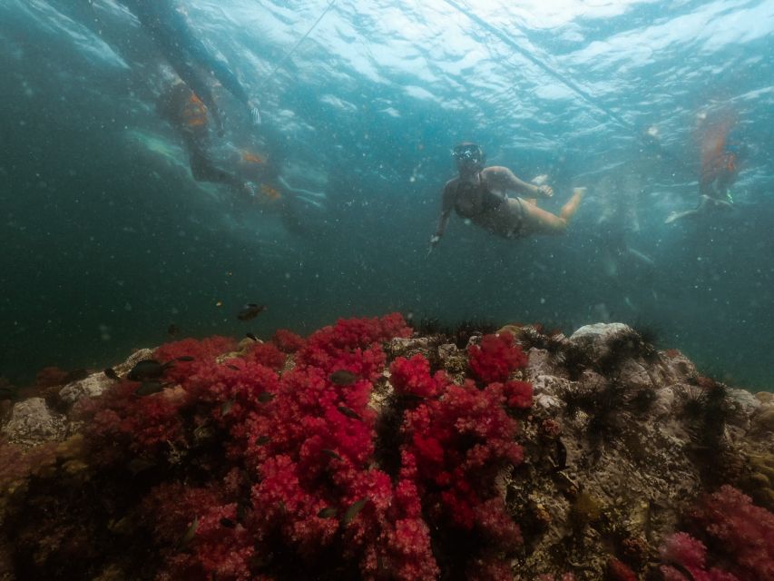 Koh Lipe: Longtail Boat Snorkeling Trip Program A - Key points to know before booking