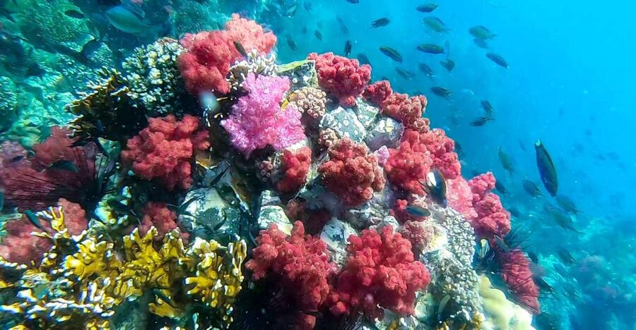 Koh Lipe: Longtail Boat Snorkeling Trip Program A - The reef behind Hin Ngam