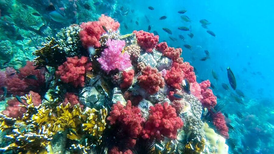 Koh Lipe: Longtail Boat Snorkeling Trip Program A - Rawi Island for lunch and a proper swim