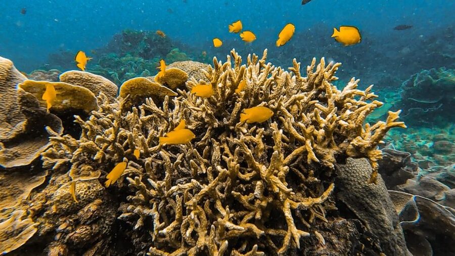 Koh Lipe: Longtail Boat Snorkeling Trip Program A - The longtail boat ride and sea conditions