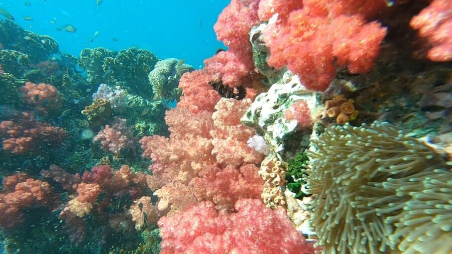 Koh Lipe: Longtail Boat Snorkeling Trip Program A - Jabung Island and the famous seven-color coral