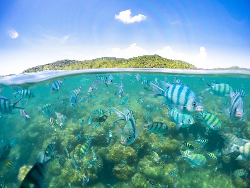 Koh Samui: Pig Island & Koh Tan Snorkeling by Speed boat - Why this Koh Samui island tour works