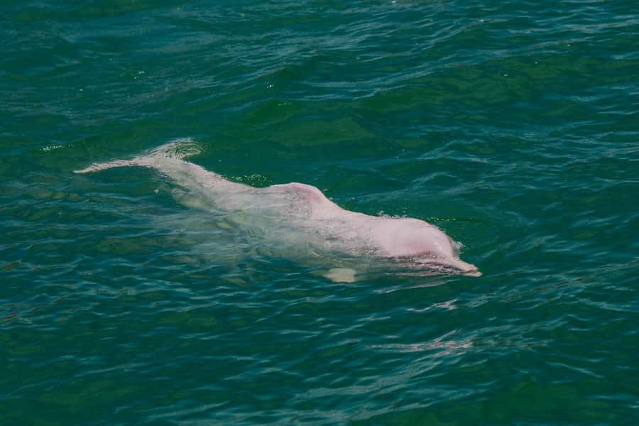 Koh Samui: Pink Dolphin Spotting & Pig Island Speedboat Tour - Lunch at Thong Not Bay and Mainland Beach