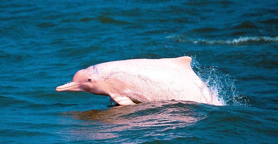 Koh Samui: Pink Dolphin Spotting & Pig Island Speedboat Tour - Snorkeling at Ko Taen