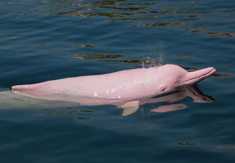 Koh Samui: Pink Dolphin Spotting & Pig Island Speedboat Tour - Meeting the pigs on Ko Madsum