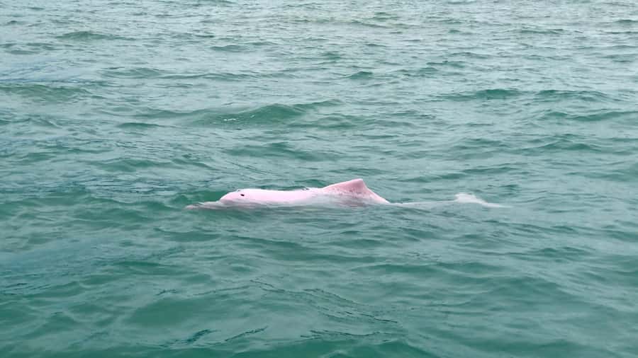 Koh Samui: Pink Dolphin Spotting & Pig Island Speedboat Tour - What the boat ride is really like