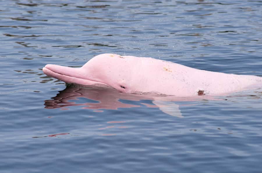Koh Samui: Pink Dolphin Spotting & Pig Island Speedboat Tour - The morning pickup and ride to Thong Krut