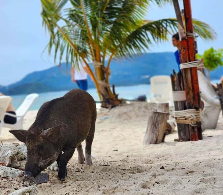 Koh Samui: Private Longtail Boat to Pig Island with Snorkel - Should you book this Pig Island trip?