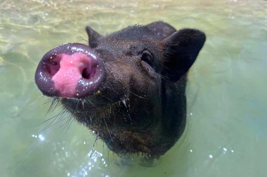 Koh Samui: Private Longtail Boat to Pig Island with Snorkel - Koh Madsum, where the pigs live