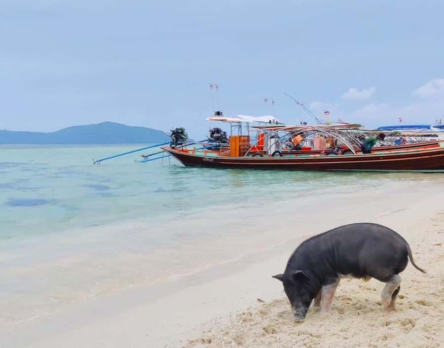 Koh Samui: Private Longtail Boat to Pig Island with Snorkel - What the $93 price gets you