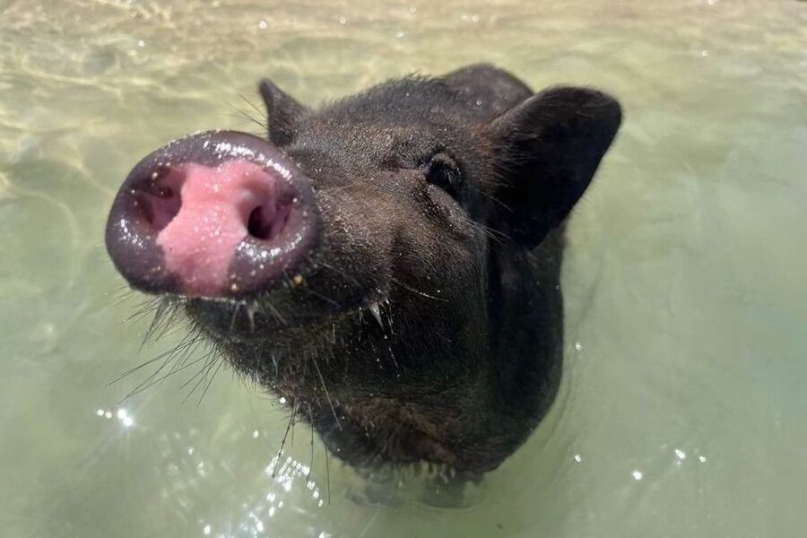 Koh Samui: Private Longtail Boat to Pig Island with Snorkel - Small details that improve the day