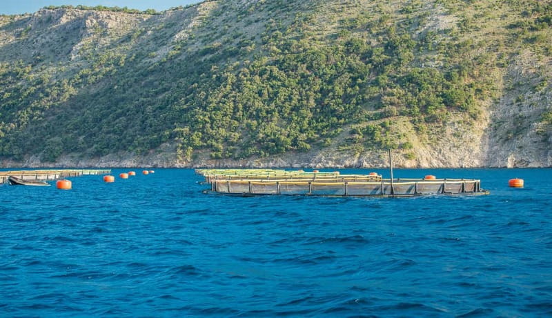 Krk: Golden Beach and Blue Cave Cruise with Welcome Drink - Starting in Krk With a Welcome Drink