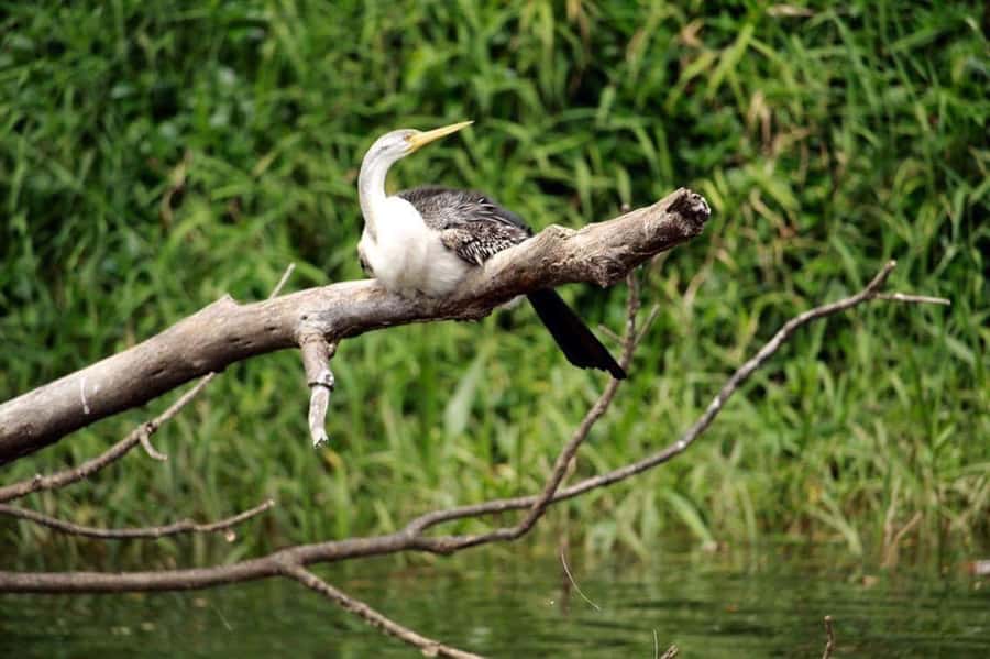 Kuranda: Riverboat Tour - What happens during the 45-minute cruise