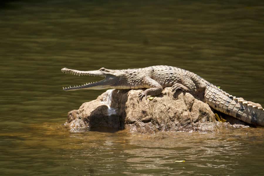 Kuranda: Riverboat Tour - Why the guide makes a difference