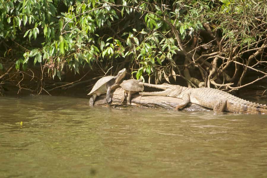 Kuranda: Riverboat Tour - Photography from the river