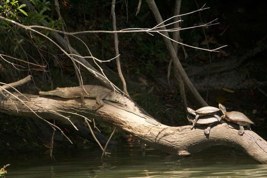 Kuranda: Riverboat Tour - The best way to fit it into a Kuranda day
