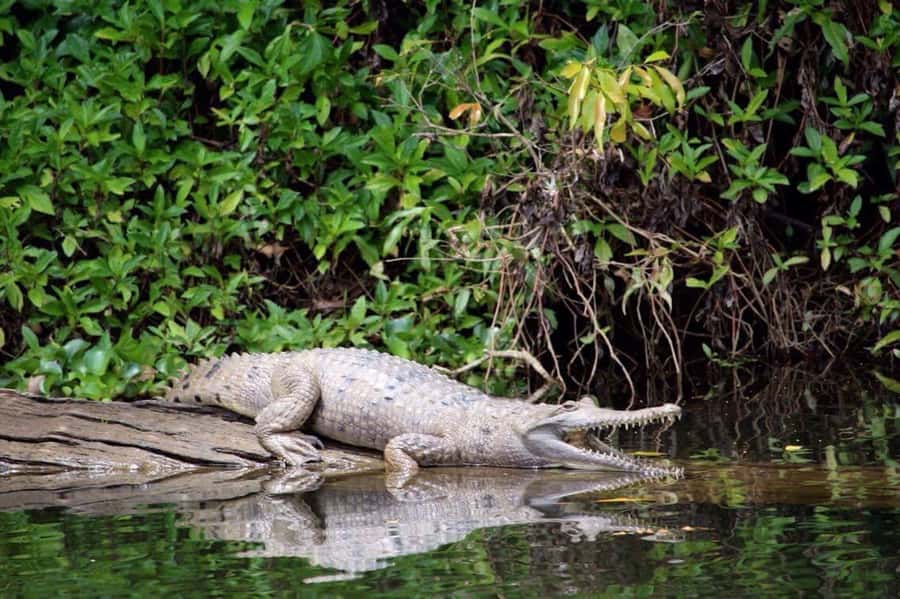 Kuranda: Riverboat Tour - Finding the Kuranda Riverboat jetty