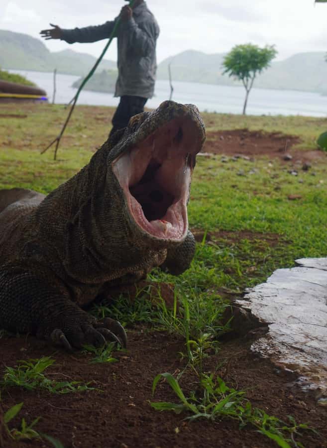 Labuan Bajo: 2D1N Komodo & Pink Beach Shared Boat Tour - Komodo Island: dragons with a ranger