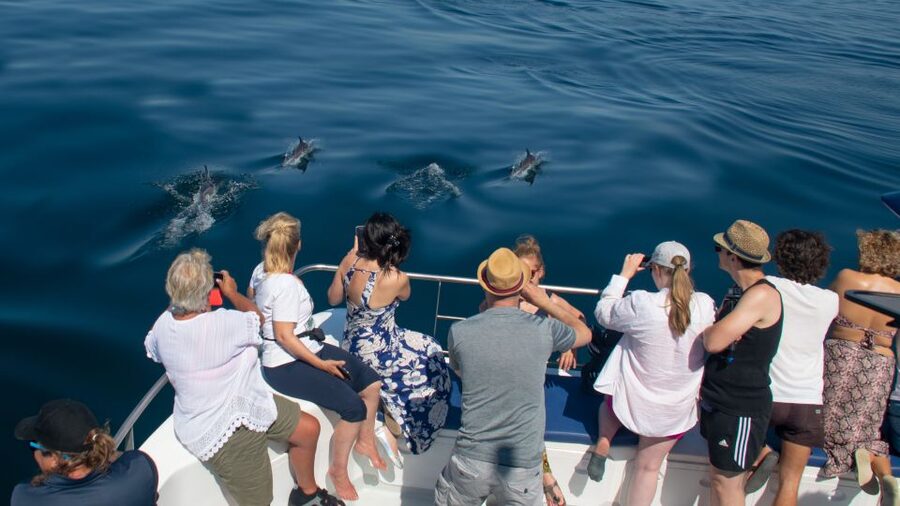 Lagos: Dolphins & Caves - Catamaran - Should you book the Lagos dolphin cruise?