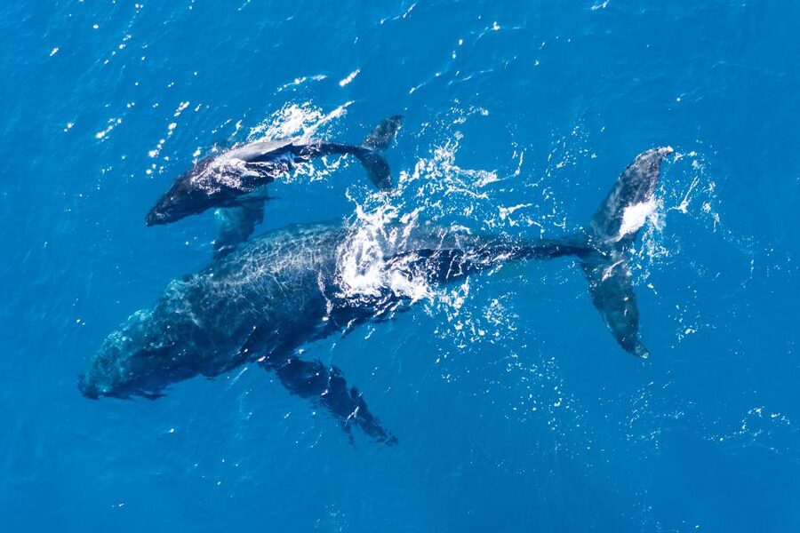 Lagos: Dolphins & Caves - Catamaran - FAQ