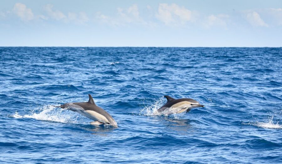 Lagos: Dolphins & Caves - Catamaran - Searching for dolphins in their own habitat