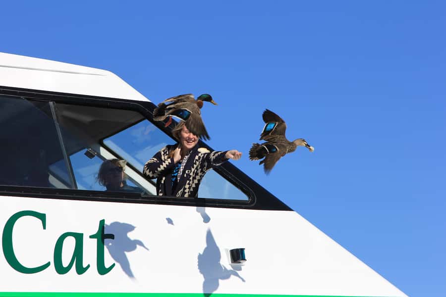 Lake Taupo: Maori Rock Carvings 10.30 AM 1.5-Hour Cruise - What this Taupō cruise is really like