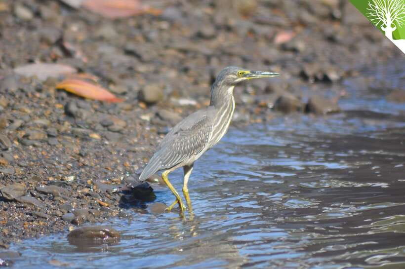 Langkawi: Kilim Mangrove Boat Tour with Lunch and Pickup - How to prepare for a better day