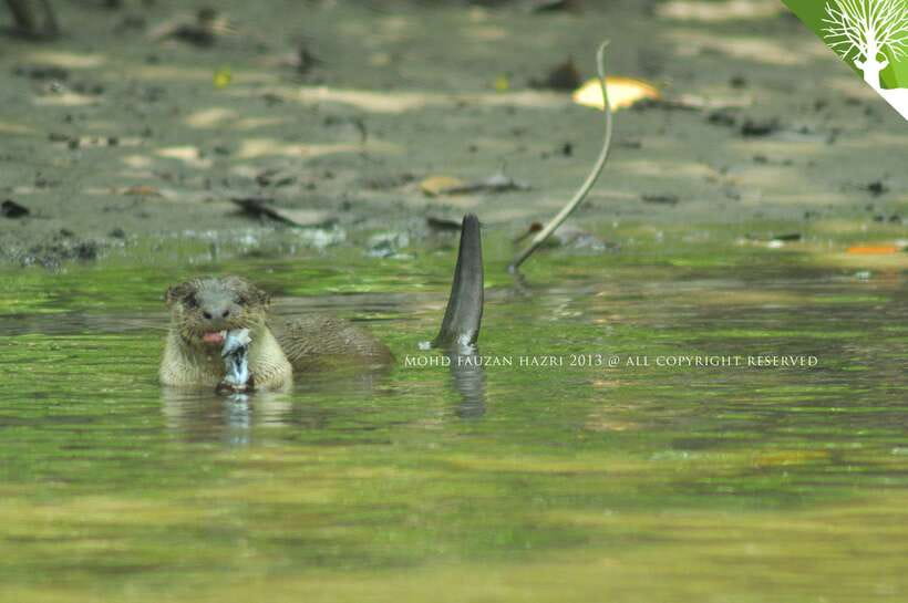 Langkawi: Kilim Mangrove Boat Tour with Lunch and Pickup - The safety briefing sets the tone