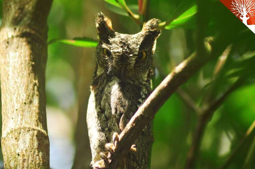 Langkawi: Kilim Mangrove Boat Tour with Lunch and Pickup - Cruising through the mangrove channels