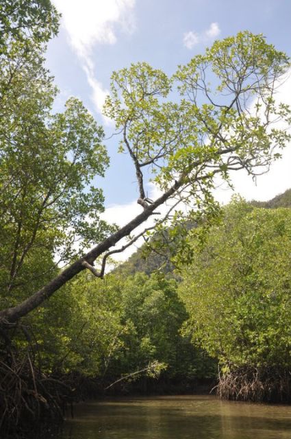 Langkawi: Kilim Mangrove Boat Tour with Lunch and Pickup - Who will enjoy this tour most