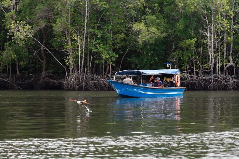 Langkawi: Mangrove River Cruise Sharing 3 Hours - The first stretch through the mangrove forest