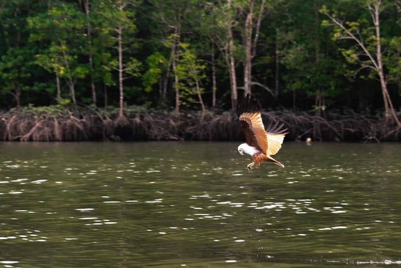 Langkawi: Mangrove River Cruise Sharing 3 Hours - Finding the boat at Tanjung Rhu