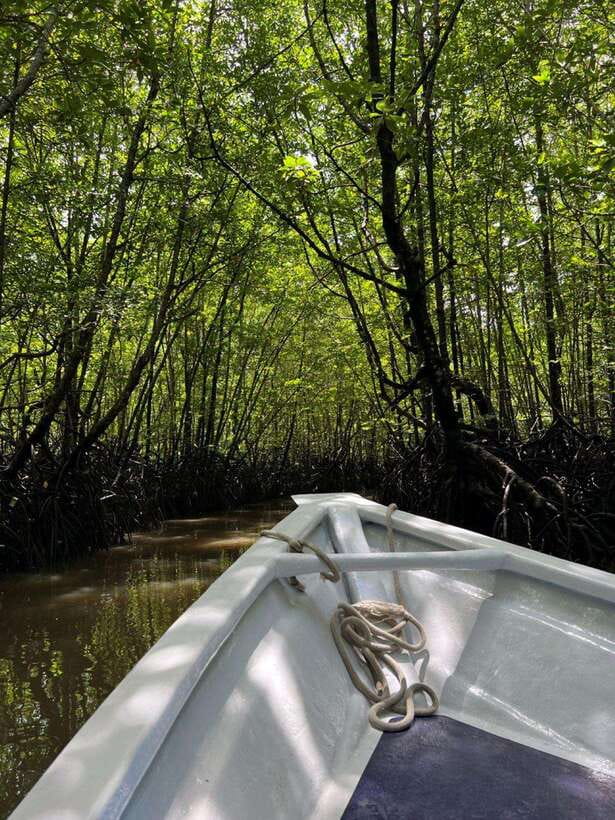 Langkawi: UNESCO Global Geopark Mangrove Cruise - Two hours through the mangrove channels