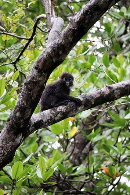 Langkawi: UNESCO Global Geopark Mangrove Cruise - Wildlife without the circus