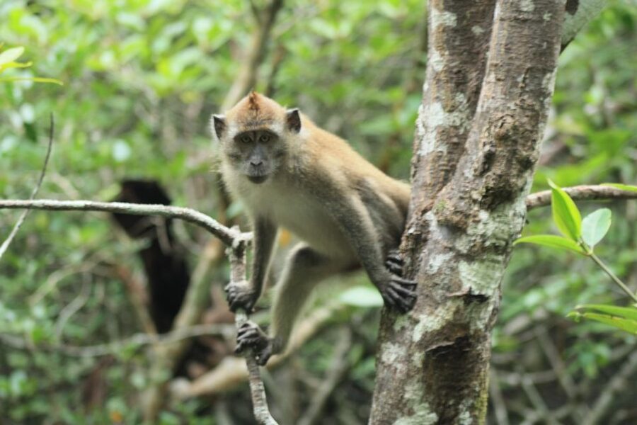 Langkawi: UNESCO Global Geopark Mangrove Cruise - Limestone cliffs and the 30-minute shore section