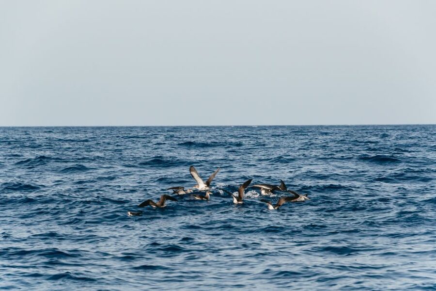 Lanzarote: 2.5-Hour Sunset and Dolphins Cruise - Practical tips for a smoother evening