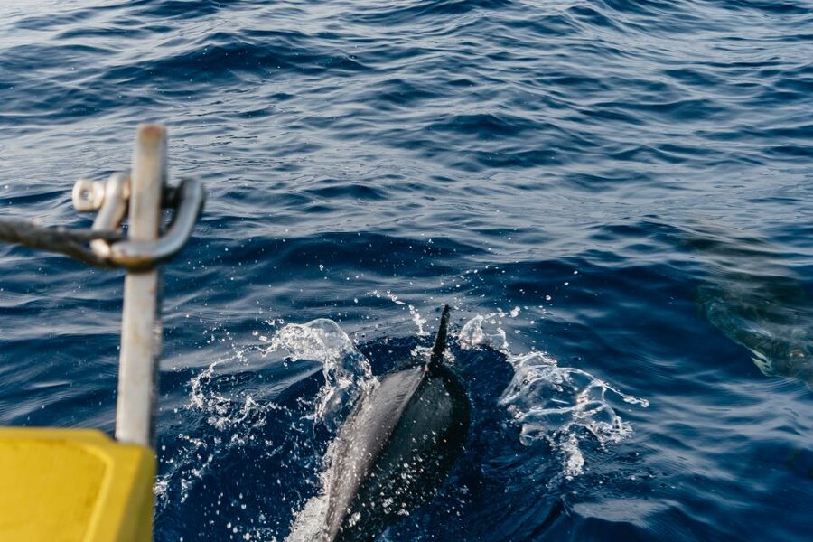 Lanzarote: 2.5-Hour Sunset and Dolphins Cruise - Is $61 good value?