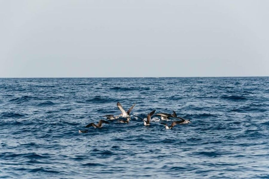 Lanzarote: 2.5-Hour Sunset and Dolphins Cruise - Who will enjoy the Biosfera Jet most?